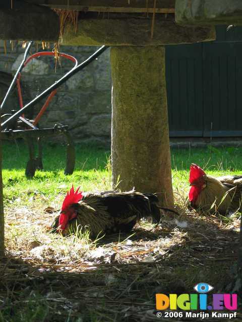 19397 Cocks under haystack